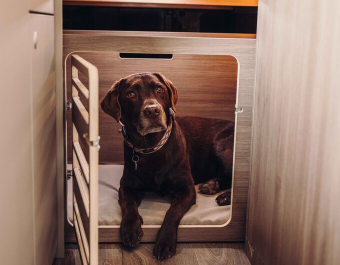 Dog in the open storage space under the bed in the Carado motorhome